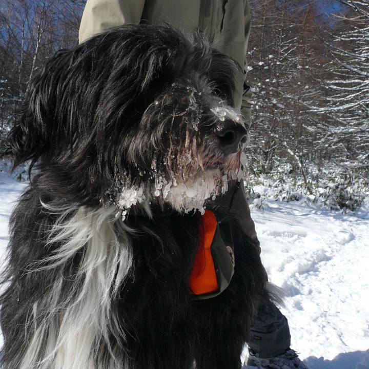 Af7738bd 8470 43ce 8aad e6b9ce2db0e9 1512787780411