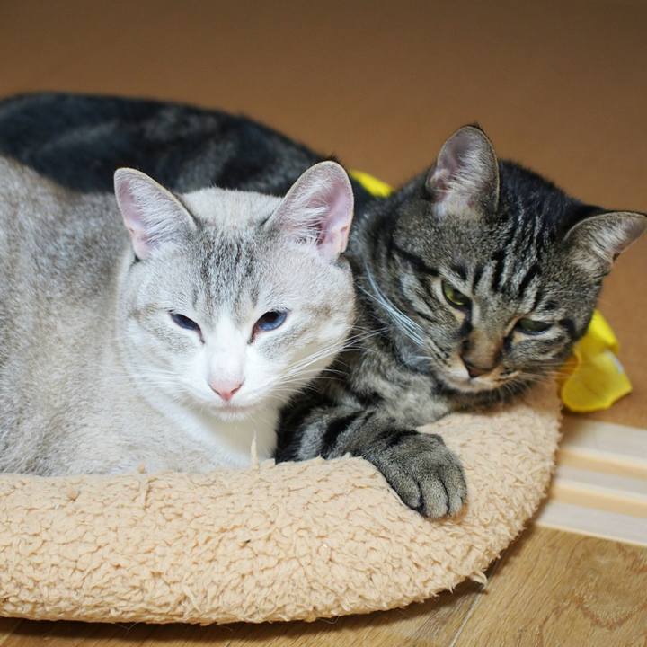 Af7784a9 ccc4 4f27 bccb 805ca362884c 1539695445168