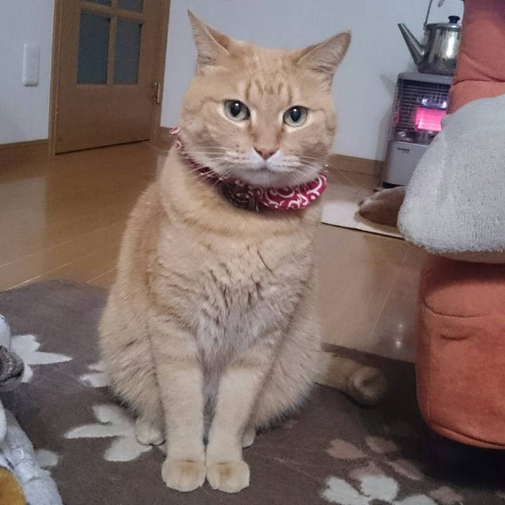 Af7e3895 39b2 4db2 90c6 1f2badf5a3ce 1512870797408