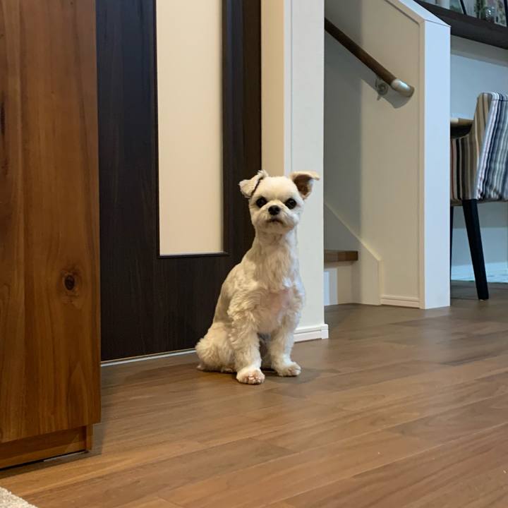 Af7e4a00 32dc 45b2 82e5 c1fe45e4a855 1611922969304