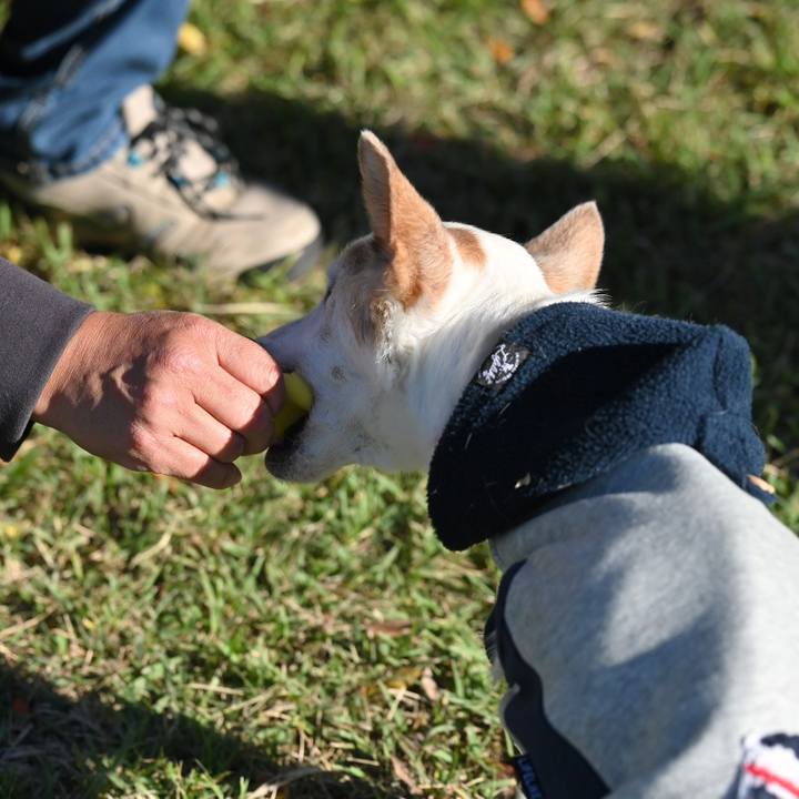 Af7f1ba7 4f82 4123 992f e251284dc21e 1762175378378