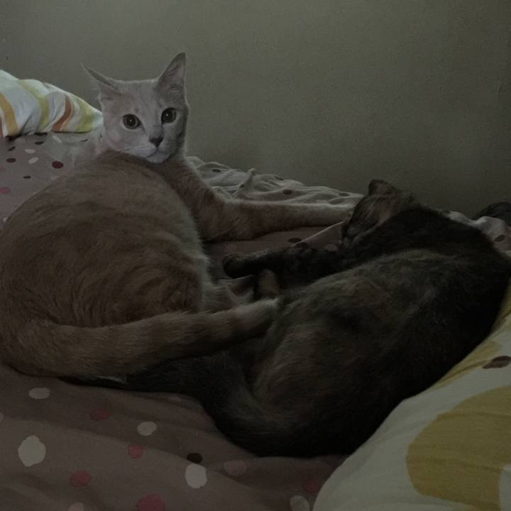 Af850038 2bff 49c4 a3cb 9d9915f89578 1535321788070