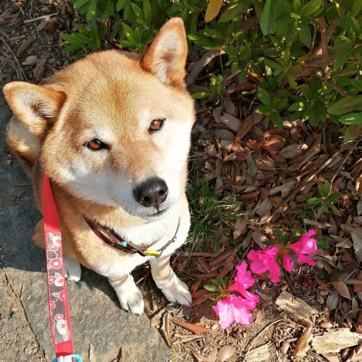 Af87628b ece9 45d4 afdd 74f7bac6a21e 1586392249523