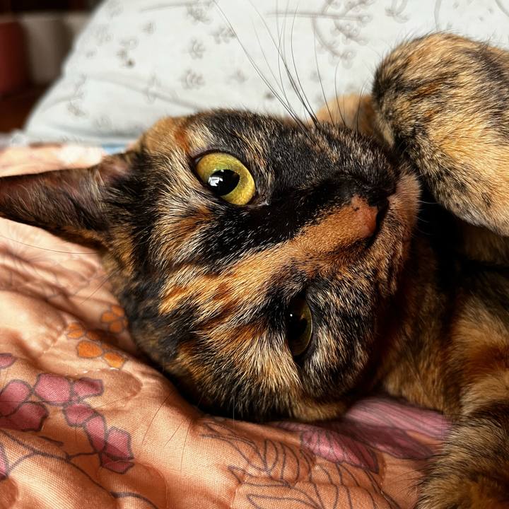 Af8a7e50 c1eb 48a5 804f cecd539daa6f 1720907644410