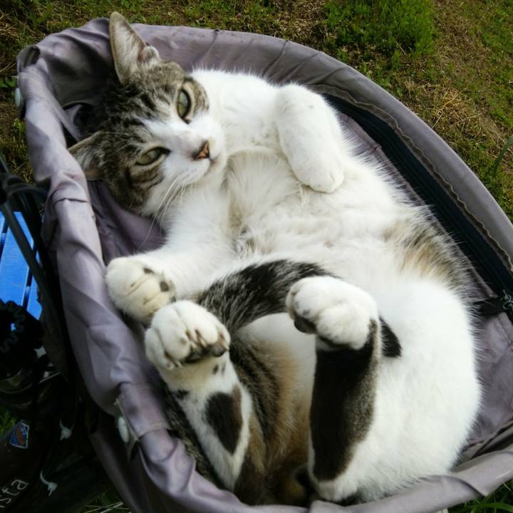 Af8c47b5 1bdf 4f19 bc66 2bb4e336b5cb 1557360085412