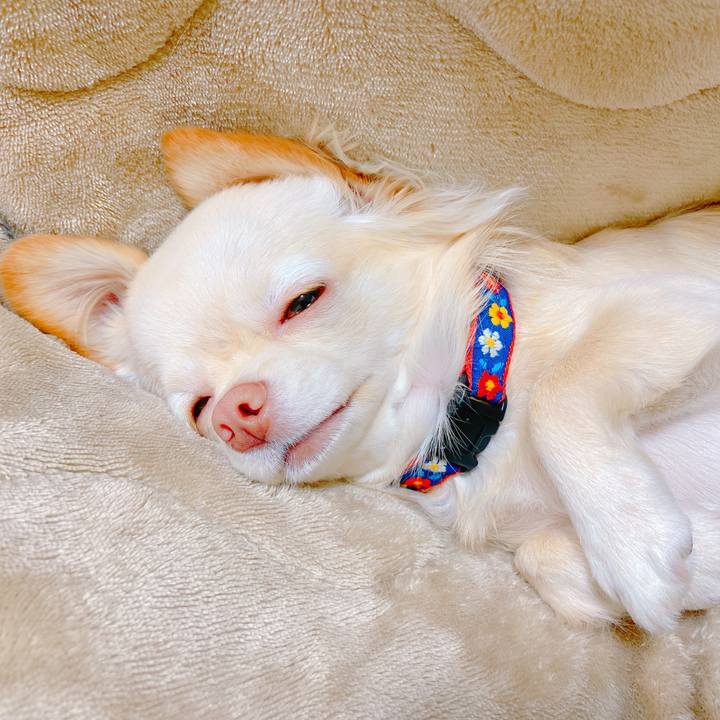 Af8d2ef5 958e 46d7 bb29 337110f06c4a 1637495672189