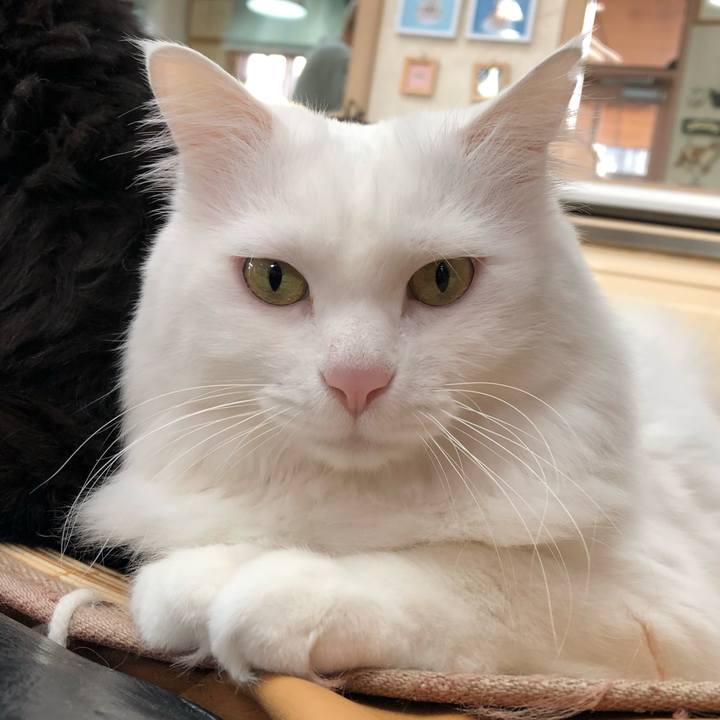 Af8fe23c 465d 44d7 8e2a 2b22a31bf8fc 1544239494021