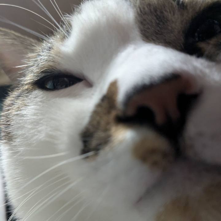 Af90bb74 8d4d 4422 a108 9e96facda5fe 1762613996546