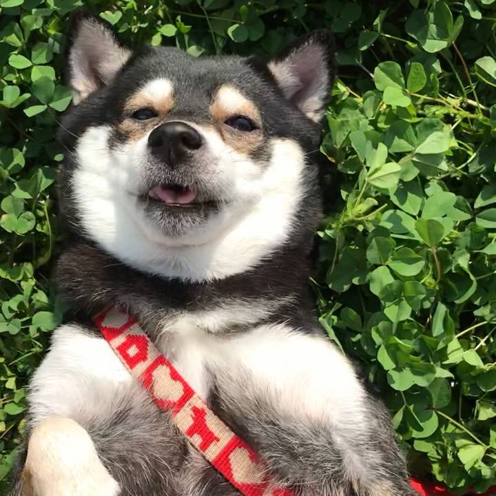 Af91c198 29ae 4c2b 8edb 0748b05f4f2e 1548210995872