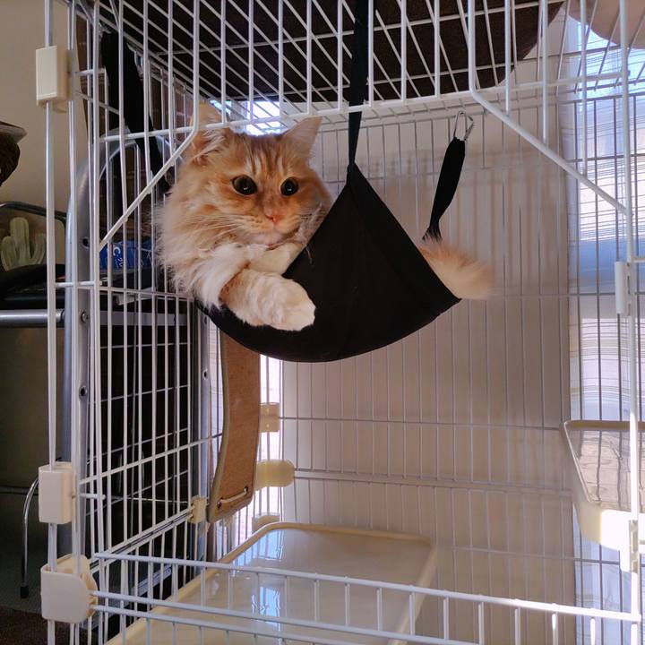 Af95c877 0a9f 4b2a 8496 1488eb1af94a 1683761274900