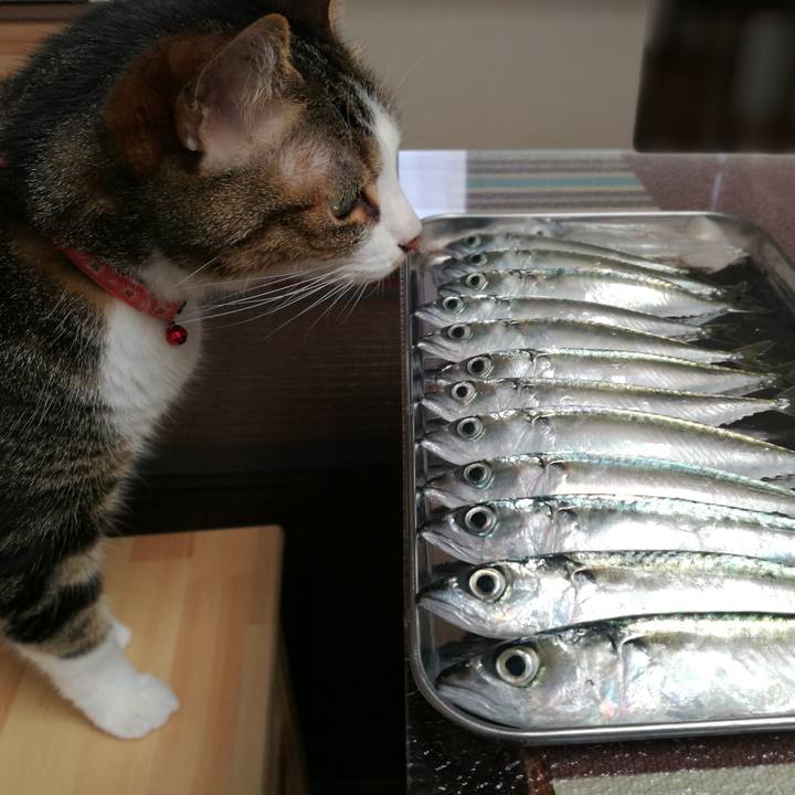 Af97de24 4d4f 404a a8e7 e90fd62a1fbf 1558670692492