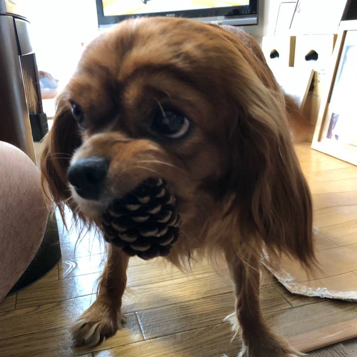 Af9b08fd a7c5 465e 9fcc 0693adcae71c 1560464823749