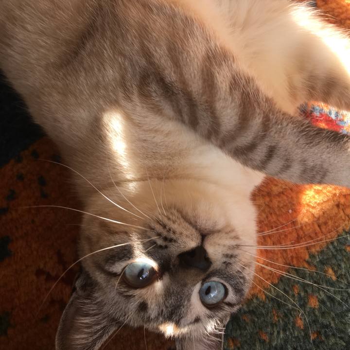 Af9cfeb1 1d5d 48ce bb1f 98f13ea0583f 1548723517363