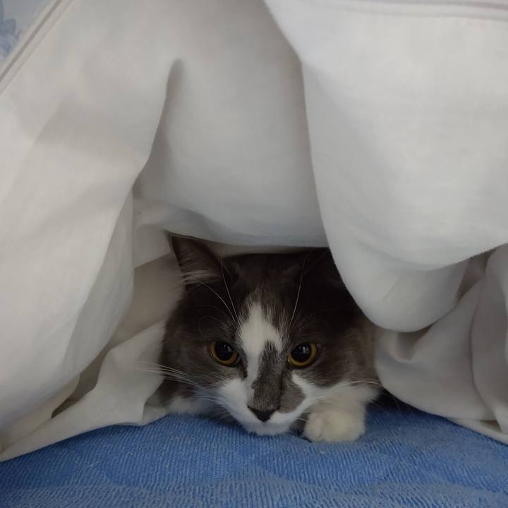 Afa00814 abf1 4e04 8461 59131a039a53 1603015966621