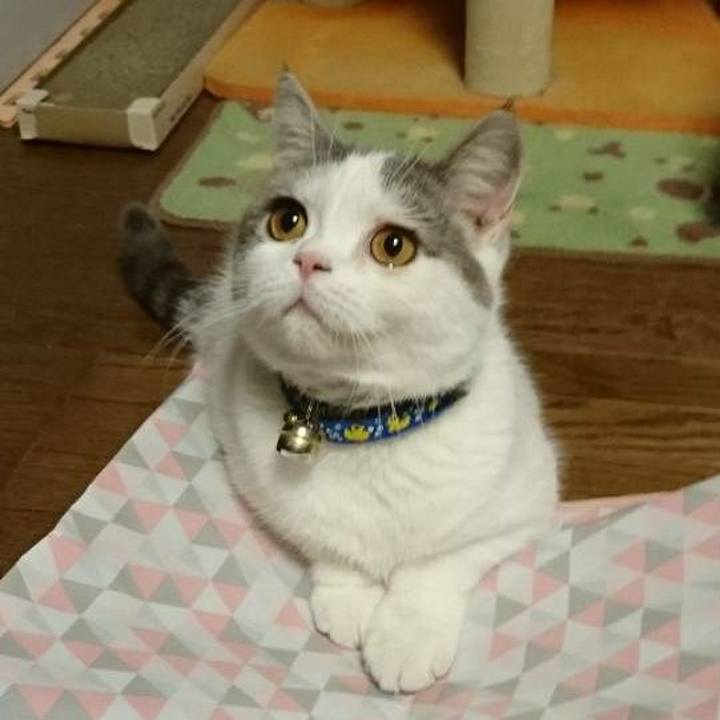 Afa0adb8 d341 4b57 ad1c a0a0aec1d527 1549361606542