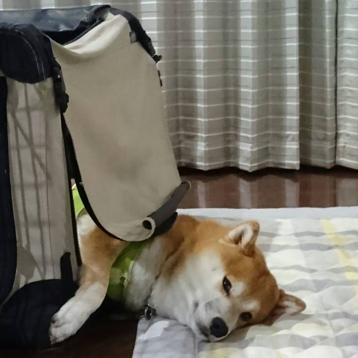 Afa34dd9 1c9c 4ab4 9fd9 5f9d4333697c 1511441301829