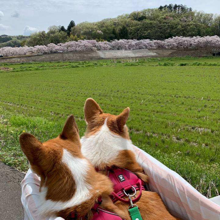 Afa39569 577b 4b27 981b bee39fbed625 1712889925716