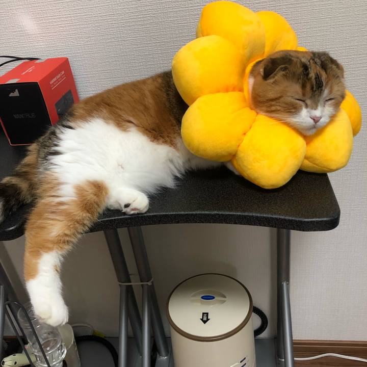 Afa3a7ee 555e 461d 97af 70e4d8fffe4d 1566380856887