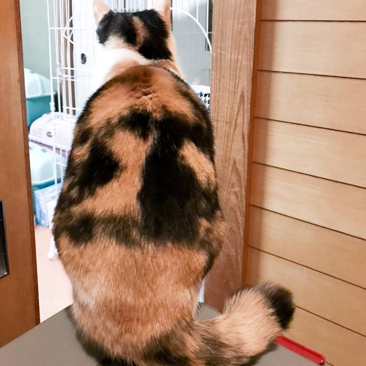 Afa561c4 23a5 4f31 a177 c60279f5d8c3 1519220719978