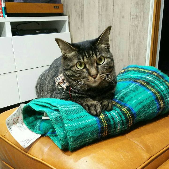 Afa6c28d eaf9 4fa2 a913 d1c516fa1a4b 1530110060424