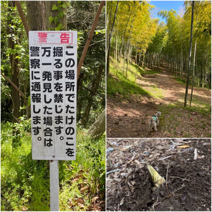 Afa78195 ba3a 4138 80b7 ba9f99d32bed 1587280851028