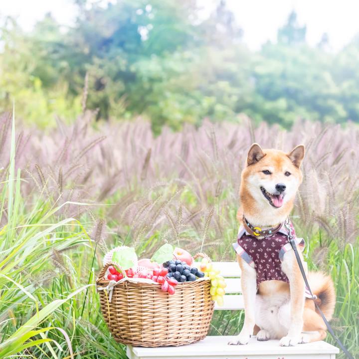 Afa7b0ac 3a82 4db6 a6c8 04235e08f830 1604630771060