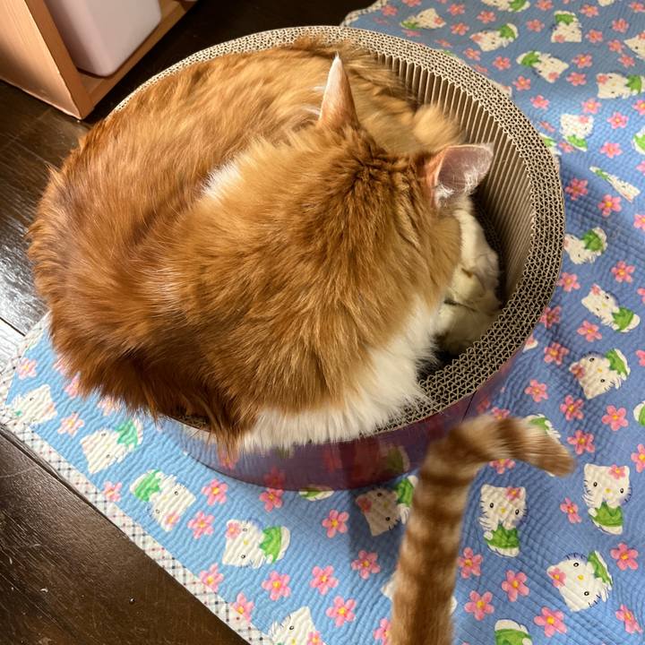 Afa83d53 a76b 4d2f 9f82 732f1c99f9e2 1638578531873