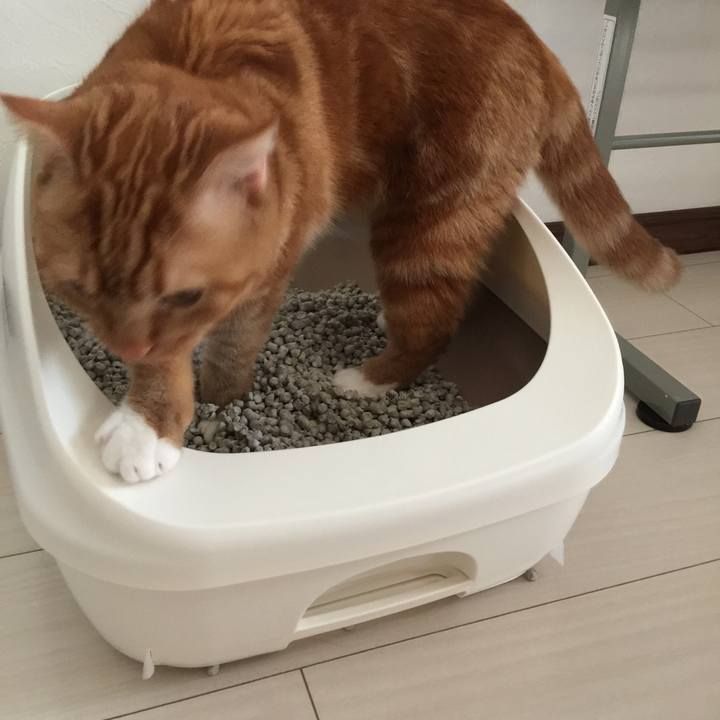 Afa85232 eb33 43ae a2f3 800c42f669c6 1540939528944