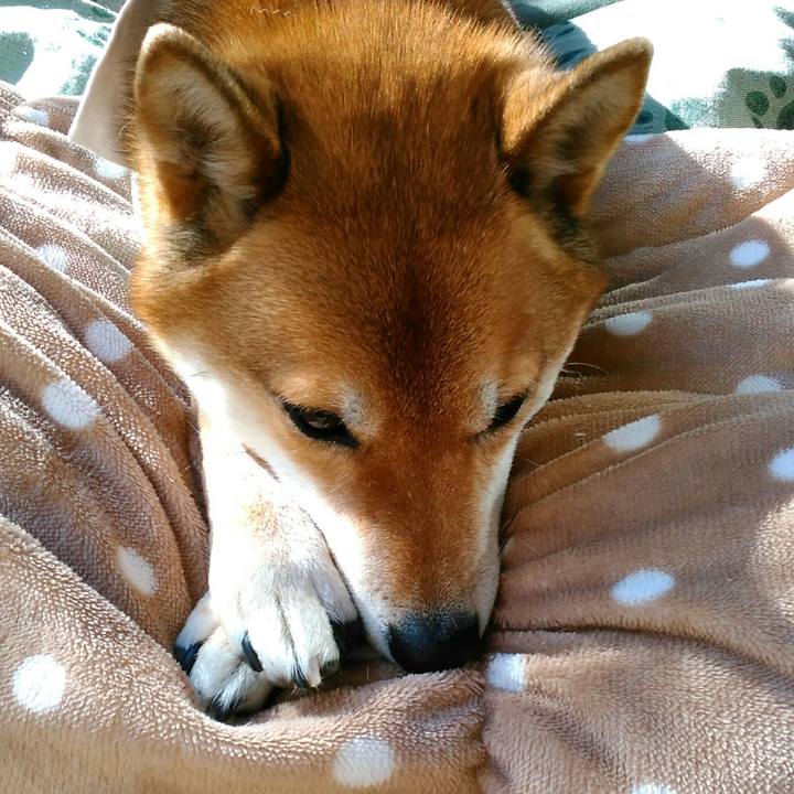 Afaa53cc 4813 4810 9a11 813a376624a0 1515733089807