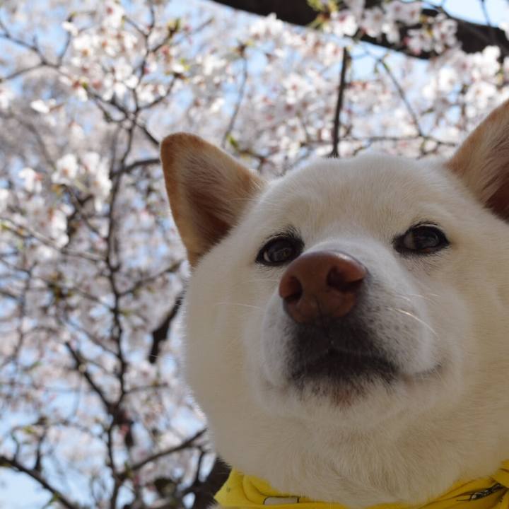 Afaa7f9c 01bd 4f8a a3d1 7d7741874bac 1554642640487