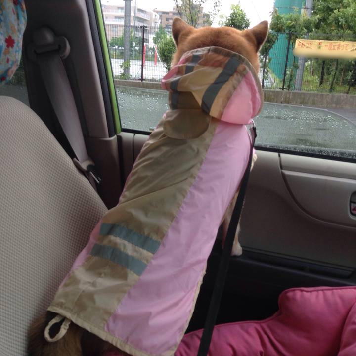 Afacf91b 0158 4e28 9d3a a2f706f5d2e1 1528708865934