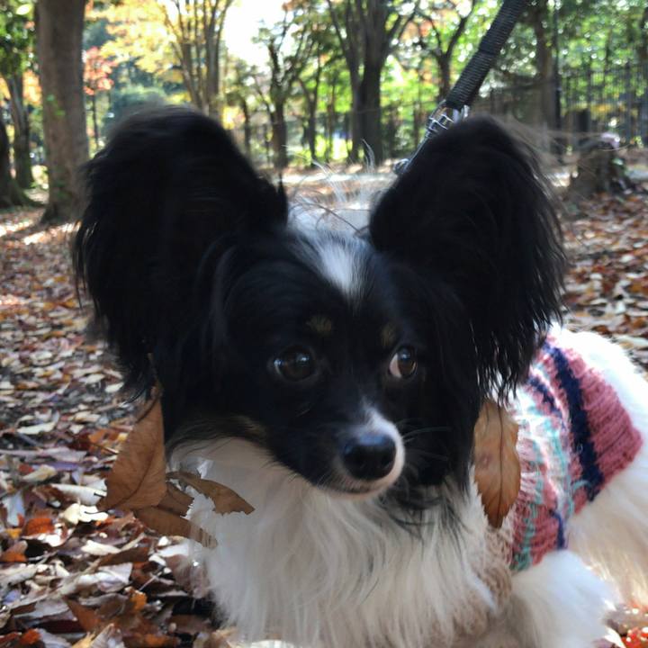 Afada0d8 356b 4365 a544 c809b74c3efa 1510824265715