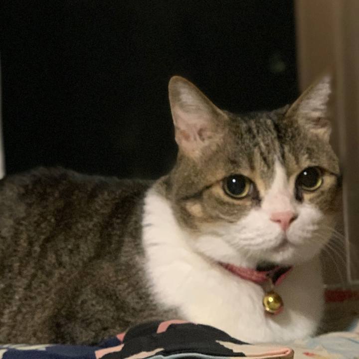 Afade4bd eed8 4729 9b3e 8194ba414f94 1698886811274