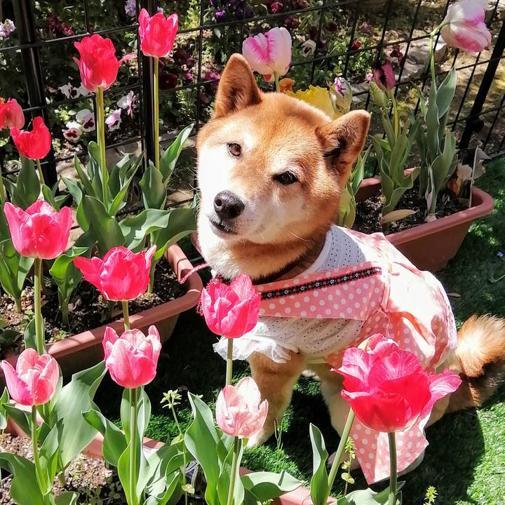 Afae1a7f d475 4095 b792 470a936017b7 1587606000708