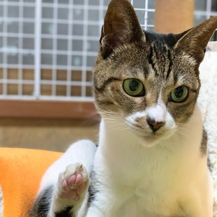 Afafee14 a24d 487b a4ba 0904d4ec2e4b 1595550731970