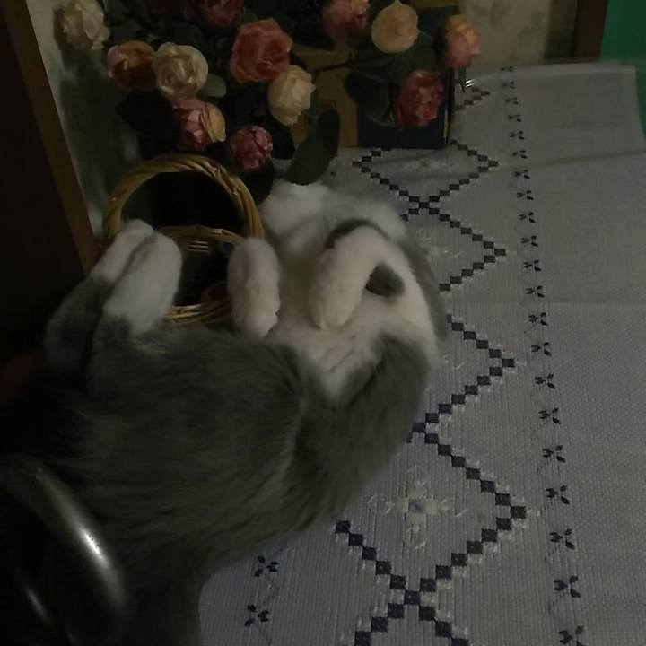 Afb3a83b 31d9 44ab a131 acc586db3fca 1566254119823