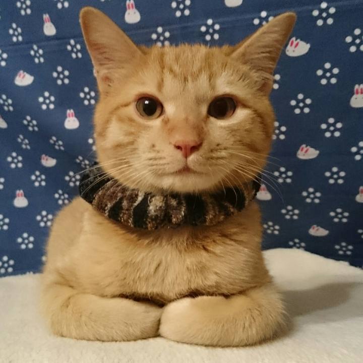 Afb5039b 9c4f 4377 bb23 88026747ad42 1545051144445