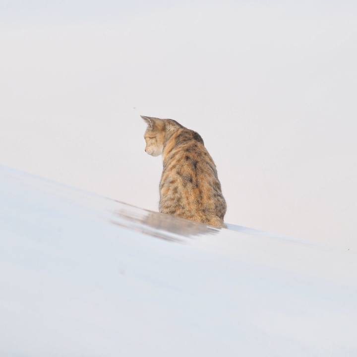 Afb6ec1d 23bd 47b3 945d c5b9be286b06 1765799502469