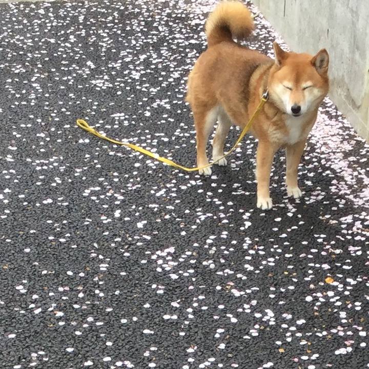 Afb79180 2328 4cef 8520 773eb6efc36d 1554692293277