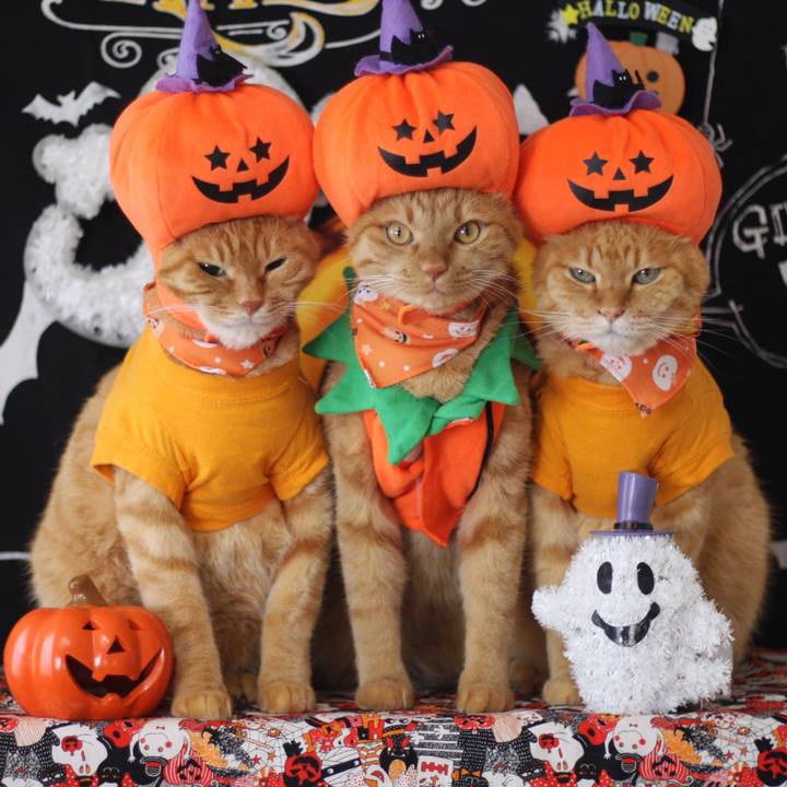 Afb82937 452e 4f4b bc1d bf750d0b94f5 1633680706028