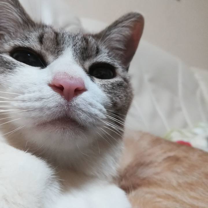 Afbb980d 758c 425b b2c0 046d9daa96bc 1587125034518