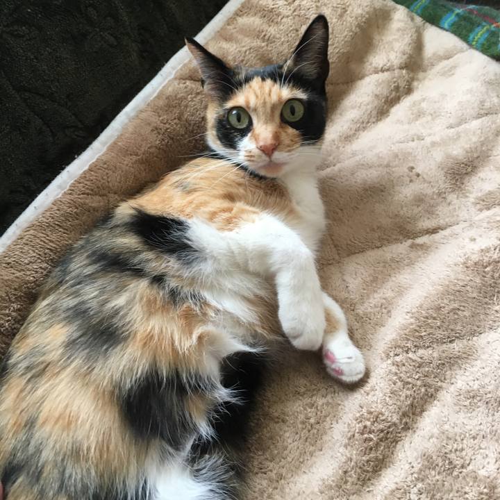 Afbbd6c3 9e4a 4b6b b440 f7596586cdb3 1523879171016