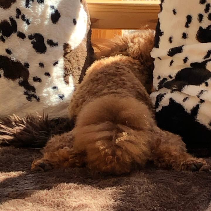 Afbbd7ca a9d6 495a 83f5 4a31cb69a5f9 1612059926708