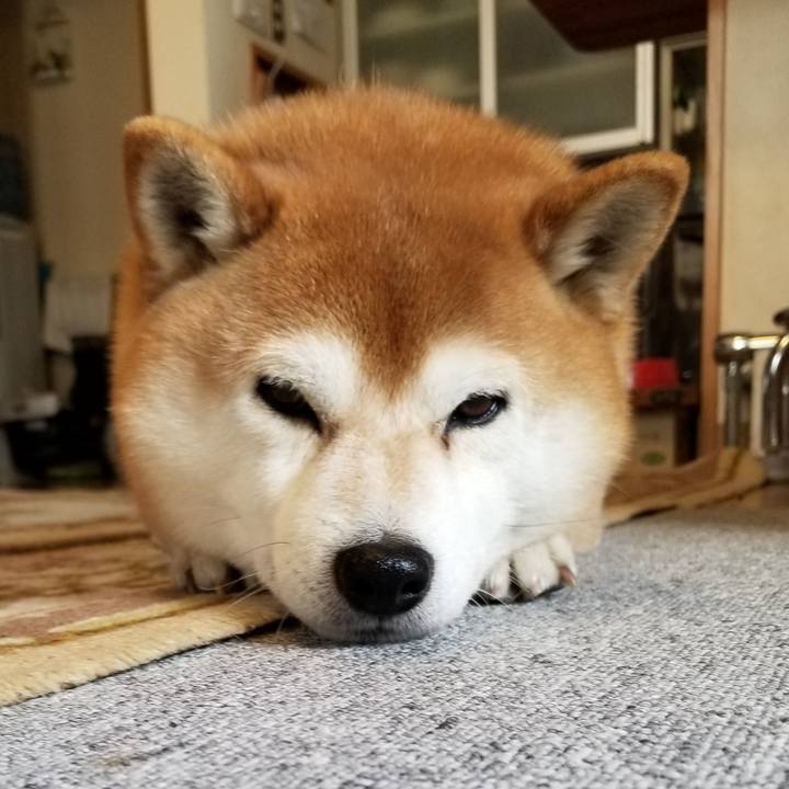 Afbc6976 d3c9 4c73 9585 d07cd764bf96 1550795762052