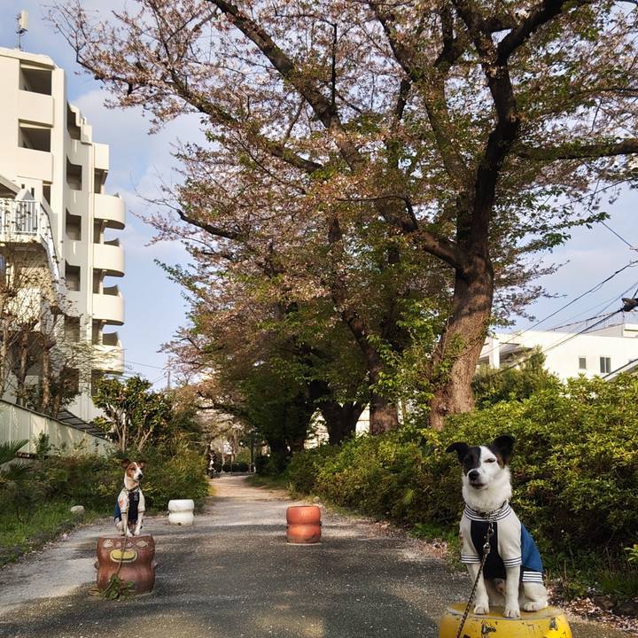 Afbcff71 85a4 4a0d bb5e dac23f7facba 1744407676193