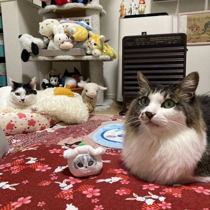 Afbd926d 3b7f 4f7a 8d81 97b734908844 1774778847095