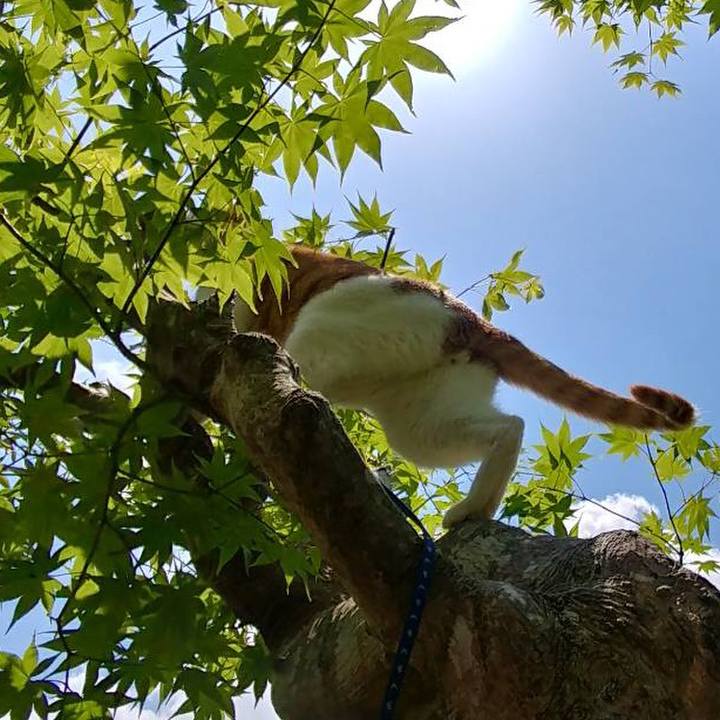 Afbe3356 369a 4f95 af7c e9a47221e13a 1527393740102