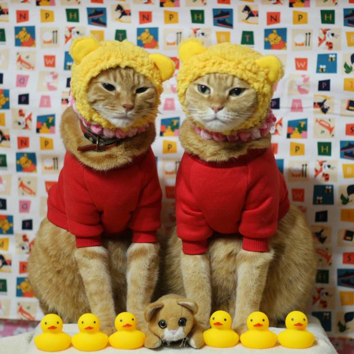 Afc28609 389b 439d b443 01f3d7a0d984 1516802534278