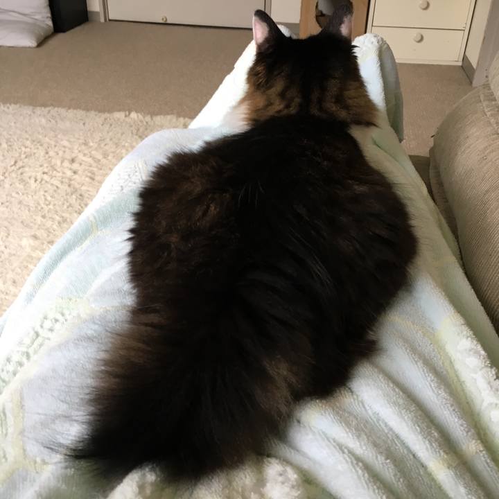 Afc29e7c 71da 4e0a b129 8eacdde95fa7 1540602051222