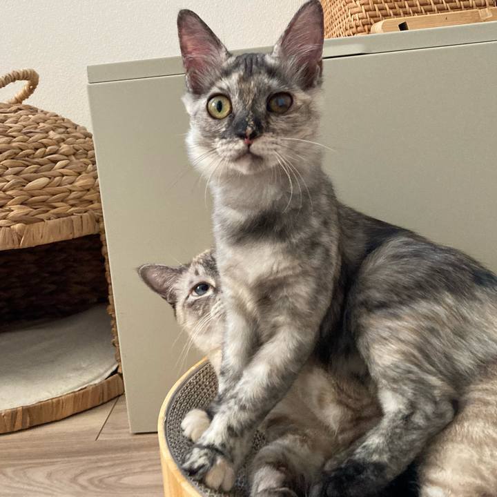 Afc34ea6 e46e 4e7e b0c7 bf9859e787a3 1697525890580